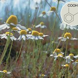 Салицилийн хүчлийн дайвар бүтээгдэхүүнүүд нь нь эрүүл мэндэд эерэг нөлөө үзүүлдэг