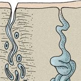 Skin glands: sweat gland