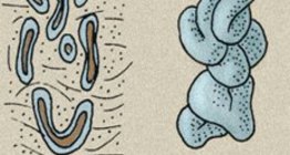 Арьсны булчирхайнууд: тосны булчирхай