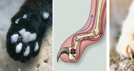 Муурны хумсны анатоми