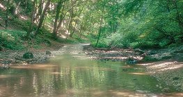 Бакони дахь Куха горхи (Унгар)