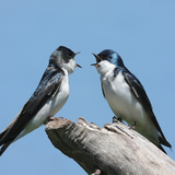 Хараацай шувууд