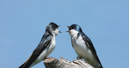 Хараацай шувууд