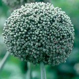 Сонины цэцэг