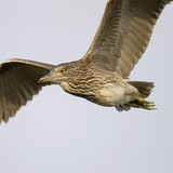 Ногоовор зашин