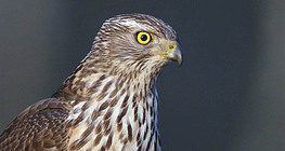 Умардын харцага