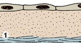 Хавтгай хучуур эд