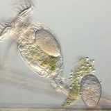 Дугуйт бичил биетэн өндгөн эстэйгээ