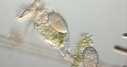 Дугуйт бичил биетэн өндгөн эстэйгээ