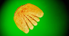 Хайрс (алгана загас)