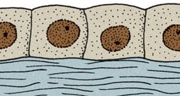 Шоо хэлбэрийн хучуур эд