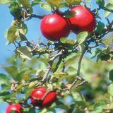 Жонатан төрлийн алим