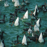 Хооллож буй хөгчүү шувуу