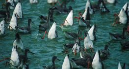 Хооллож буй хөгчүү шувуу