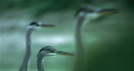 Хөх тогоруунууд