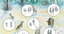 Цасан дээрх амьтдын мөр