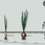 A vöröshagyma hároméves fejlődése