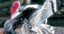 Цацагт хяруул