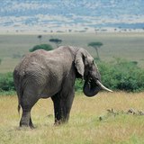 Elephant in the savannah