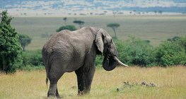 Саванна дахь заан