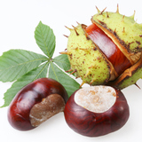 Туулайн бөөр