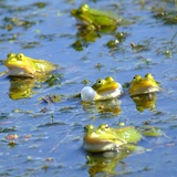 Мэлхийнүүд