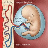 Anyagforgalom a méhlepényen keresztül