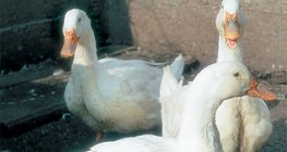 Гэрийн нугаснууд