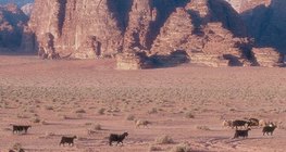 Вади гэдэг нь хуурай голын ёроол гэсэн утгатай араб үг юм