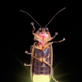 Firefly