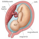 A magzat elhelyezkedése az anyaméhben 