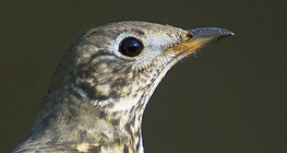 Дууч хөөндэй