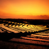 Бали дахь цагаан будааны талбайнууд