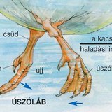 Kacsa úszólába