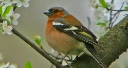 Дуулгат бужирга