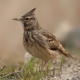 Боролзой богширго