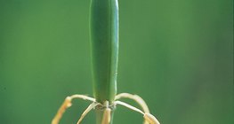 Алтанзул цэцэг бордсоны дараа