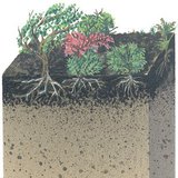 Тайгын хөрсний огтлол