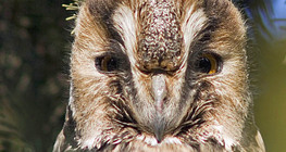 Соотон гуйванга