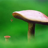 Mushroom and spider