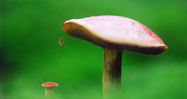 Мөөг болон аалз