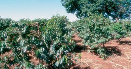 Кени дэх кофены тариалалт