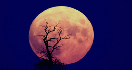 Ургаж буй арван тавны сар