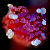 Мирабилис цэцгийн дээрээ цэцгийн тоос бүхий дохиур