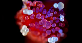 Мирабилис цэцгийн дээрээ цэцгийн тоос бүхий дохиур