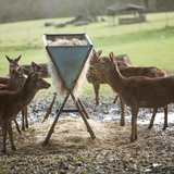Зэрлэг амьтдыг хооллох