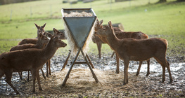 Зэрлэг амьтдыг хооллох