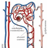 A vizeletképző egység részei