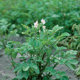 Төмсний ургамал