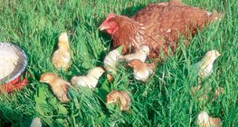 Тахиа дэгдээхийнүүдийн хамтаар